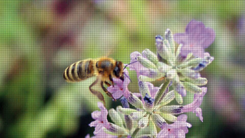 Bildquelle: Insektenschutz